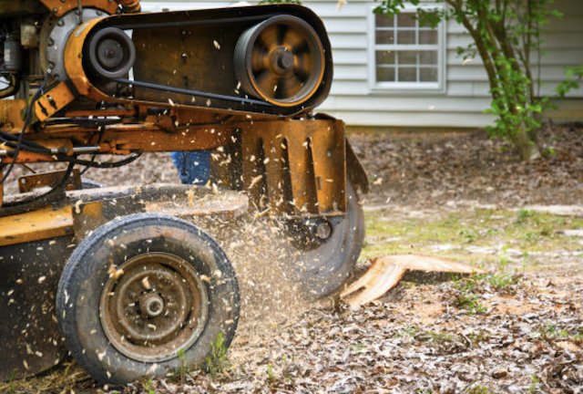 stump removal in Macclesfield